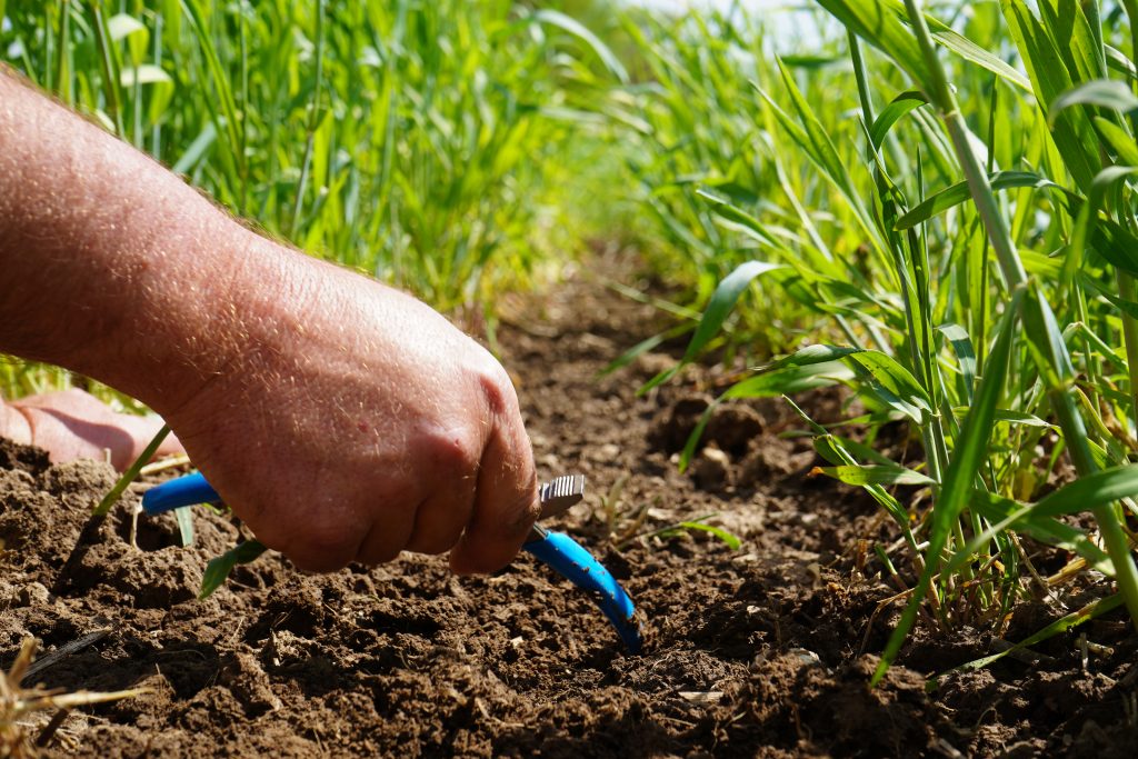 Lafayette county agronomist checking corn emergence and planting depth