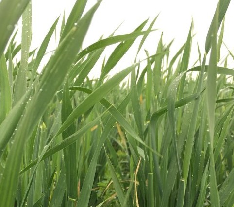 Oats photo